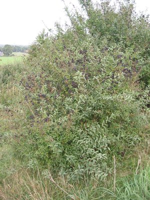 Ligustrum vulgare