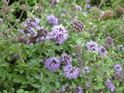 Mentha pulegium