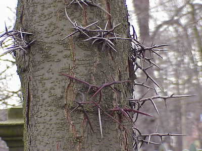 Gleditsia sinensis