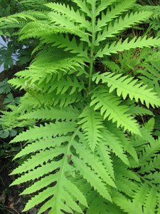 Sensitive Fern