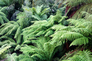 Tree Fern