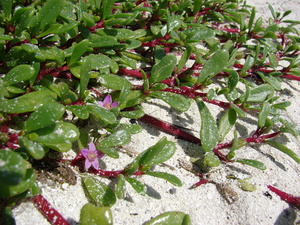 Sea Purslane