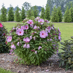 Summerific® 'Lilac Crush' Rose Mallow