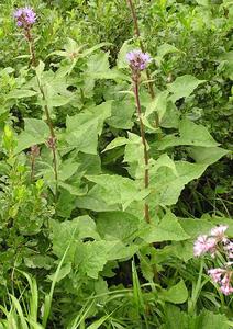 Cicerbita alpina