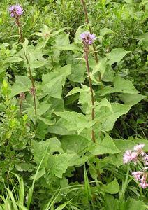 Blue Sow Thistle