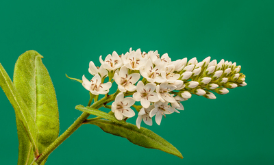 Lysimachia clethroides