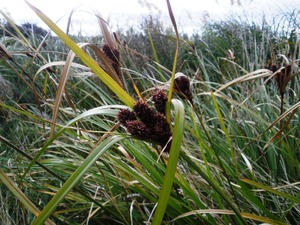 Cyperus ustulatus