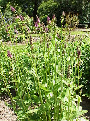 Stachys affinis