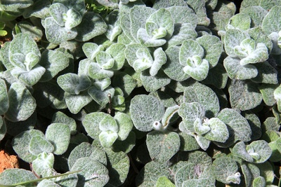 Origanum dictamnus