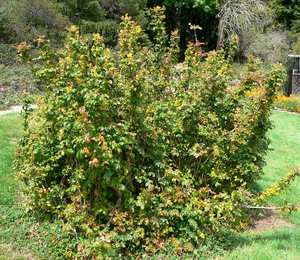 California Barberry