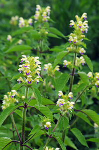 Large Flowered Hemp Nettle