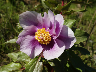 Paeonia mascula