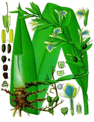 Cardamom botanical illustration (all parts)