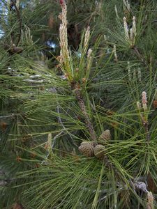 Calabrian pine