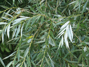 White Willow