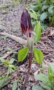 Jack In The Pulpit