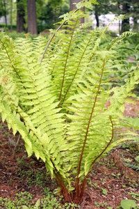 Crown Wood-Fern