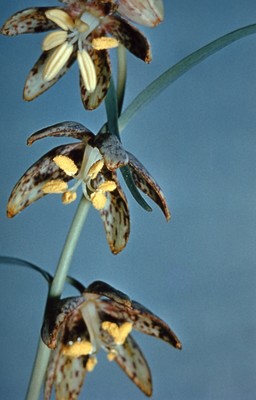 Fritillaria atropurpurea