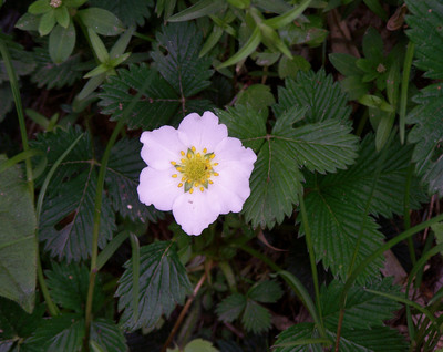 Fragaria nubicola