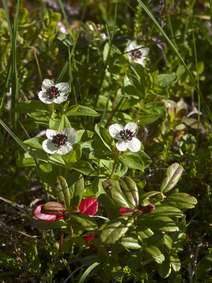 Cornus suecica