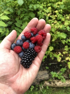 Berry harvest looking okay this year. 
Gonna double down on the thornless blackberry, as these are monsters!

Raspberries are weak, but producing. 