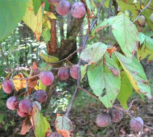 Mexican Plum