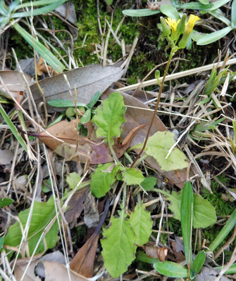 Youngia japonica