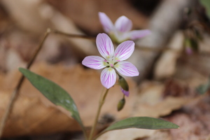 Broad-Leaved Spring Beauty