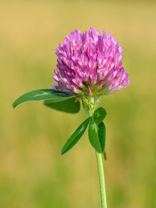 Red Clover