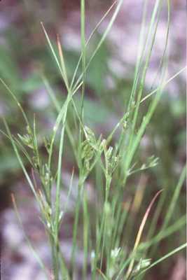 Juncus tenuis