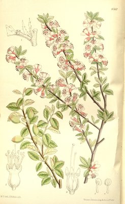 Prunus microcarpa