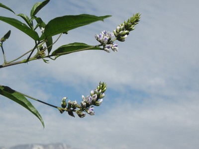 Psoralea glandulosa