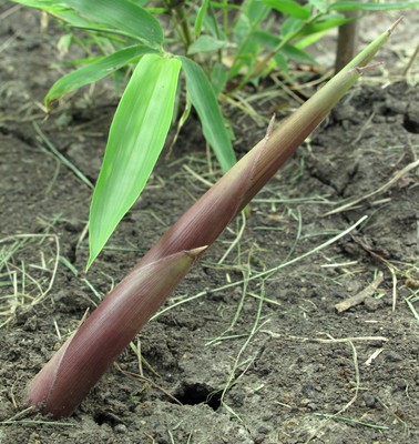 Phyllostachys parvifolia