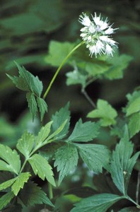 Virginia Waterleaf