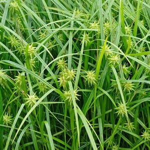 Gray's Sedge