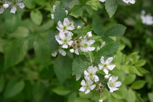 Pennsylvania blackberry