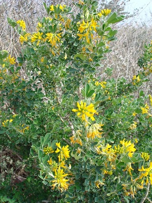 Medicago arborea