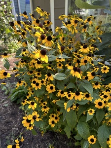 Browneyed Susan