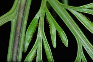 Hen And Chicken Fern