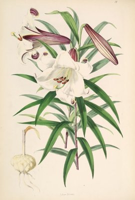 Lilium brownii