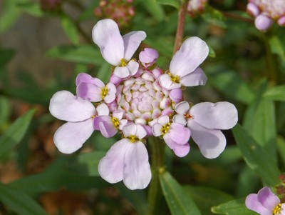 Iberis umbellata