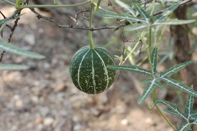 Cucurbita digitata