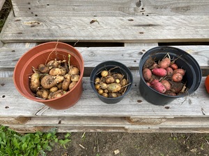 Harvested the last 3 varieties from the 5 initial ones.

This is 185 days after planting.

Nicola: 299g

Laura: 680g (red ones)

Russet Burbank: 897g