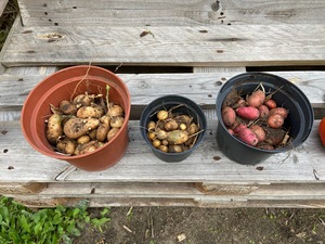 Harvested the last 3 varieties from the 5 initial ones.

This is 185 days after planting.

Nicola: 299g

Laura: 680g (red ones)

Russet Burbank: 897g