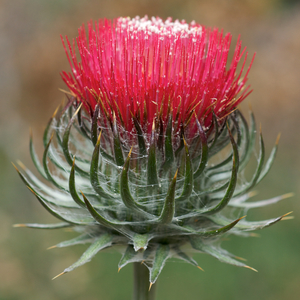 Cobwebby Thistle