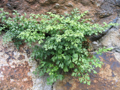 Asplenium ruta-muraria