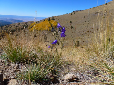 Campanula parryi