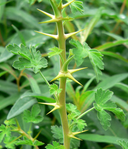 Gooseberry-Currant