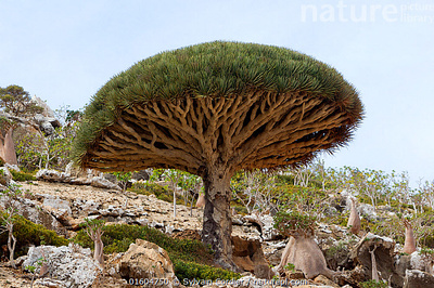 Stock photo of Dragon's blood tree