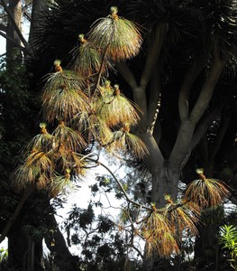 Montezuma Pine